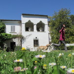 during flowering daisies