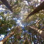 the cypress circle above the table outside