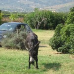 front garden with some “local wildlife” !