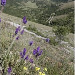 Santo Stefano di Sessanio (Aq), paesaggio e campi coltivati