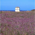 Vasto (Ch), la torre di avvistamento di Punta Penna